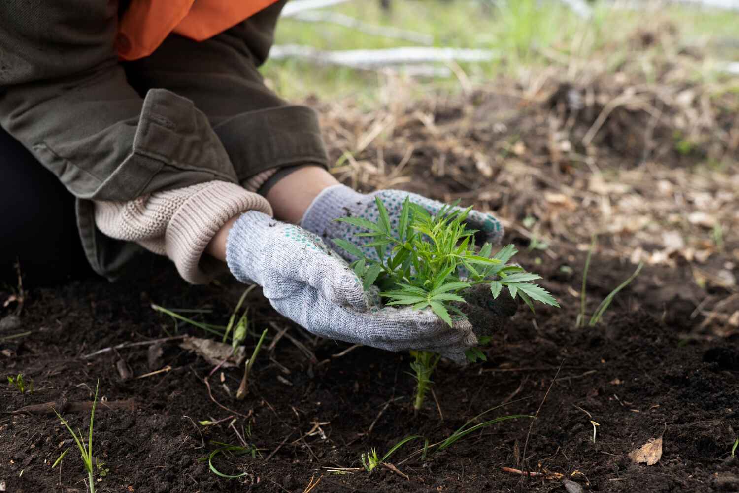 The Steps Involved in Our Tree Care Process in East Rockingham, NC